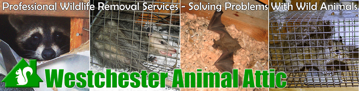 Scarsdale Animal Attic